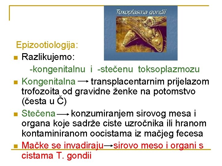 Epizootiologija: n Razlikujemo: -kongenitalnu i -stečenu toksoplazmozu n Kongenitalna transplacentarnim prijelazom trofozoita od gravidne