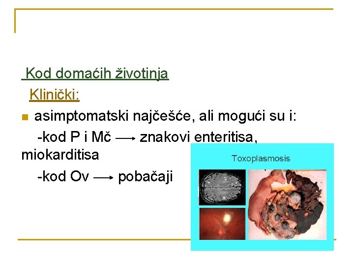 Kod domaćih životinja Klinički: n asimptomatski najčešće, ali mogući su i: -kod P i