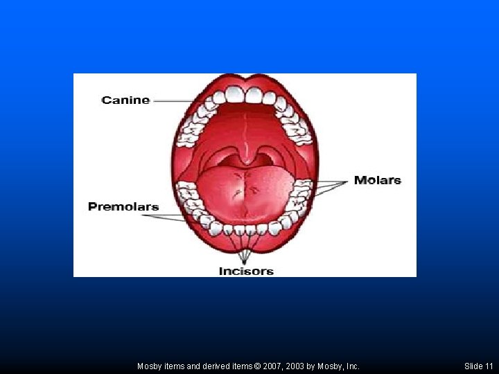 Mosby items and derived items © 2007, 2003 by Mosby, Inc. Slide 11 