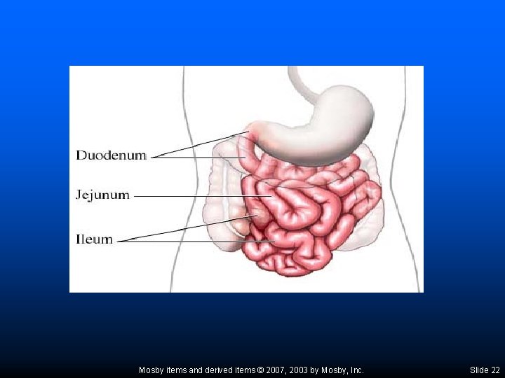 Mosby items and derived items © 2007, 2003 by Mosby, Inc. Slide 22 
