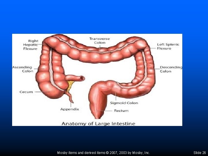 Mosby items and derived items © 2007, 2003 by Mosby, Inc. Slide 26 