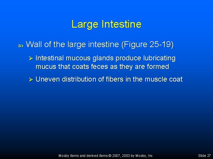 Large Intestine Wall of the large intestine (Figure 25 -19) Ø Intestinal mucous glands