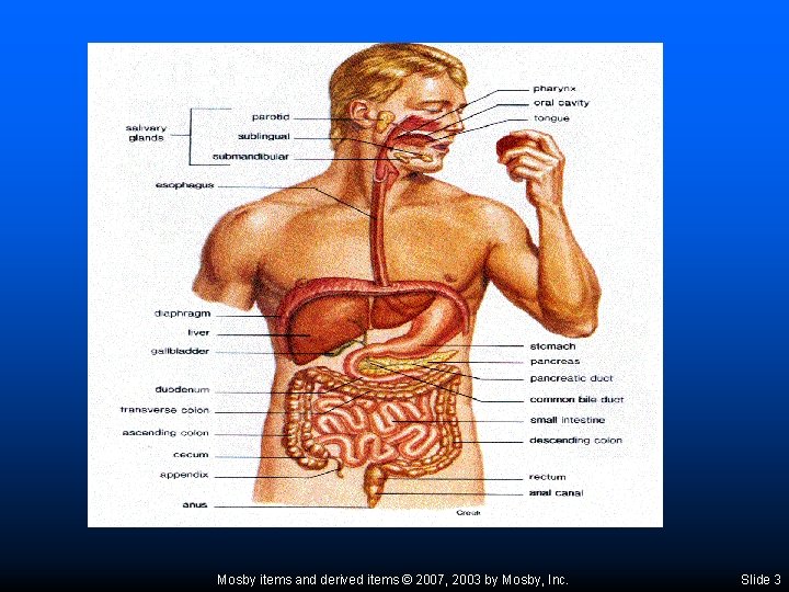 Mosby items and derived items © 2007, 2003 by Mosby, Inc. Slide 3 