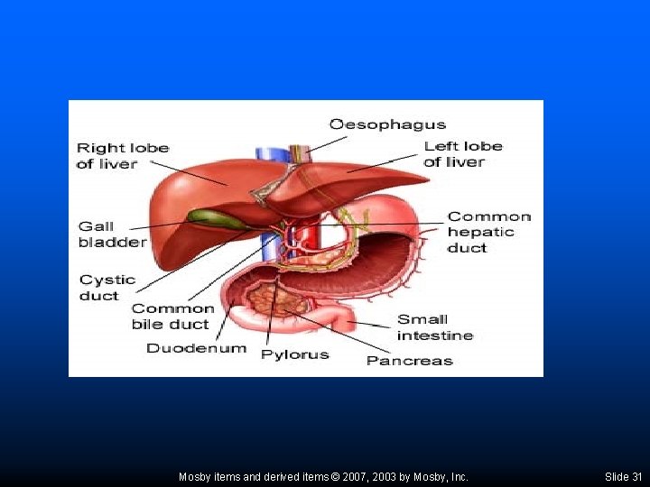 Mosby items and derived items © 2007, 2003 by Mosby, Inc. Slide 31 