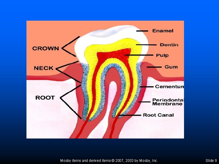 Mosby items and derived items © 2007, 2003 by Mosby, Inc. Slide 9 