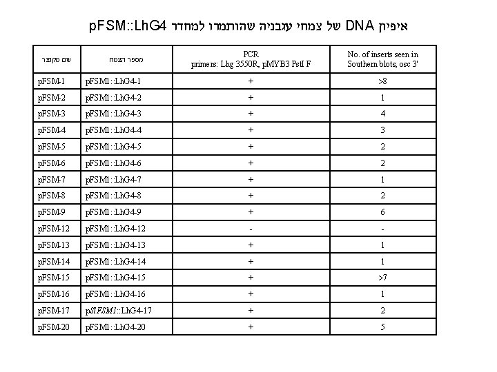 p. FSM: : Lh. G 4 של צמחי עגבניה שהותמרו למחדר DNA איפיון שם