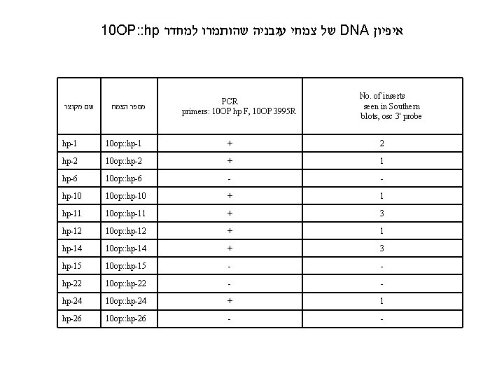 10 OP: : hp של צמחי עגבניה שהותמרו למחדר DNA איפיון שם מקוצר מספר