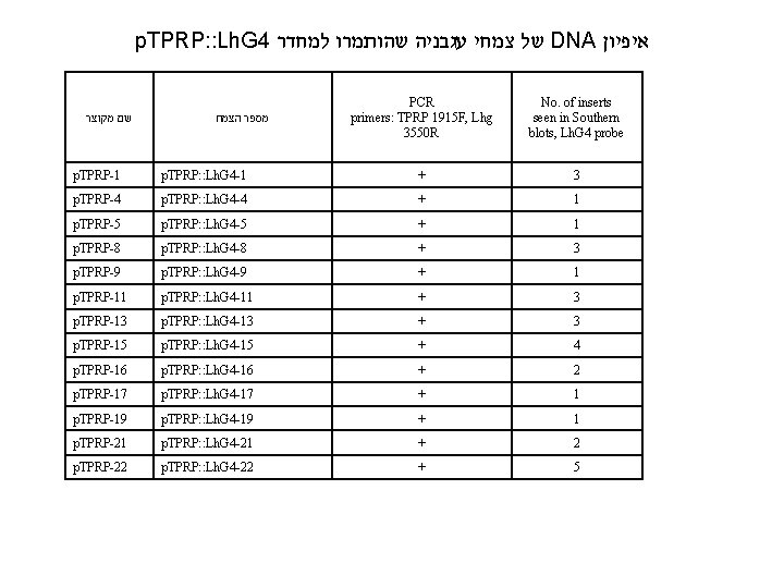 p. TPRP: : Lh. G 4 של צמחי עגבניה שהותמרו למחדר DNA איפיון שם