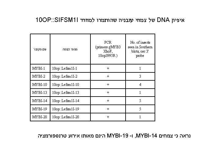 10 OP: : SIFSM 1 I של צמחי עגבניה שהותמרו למחדר DNA איפיון שם