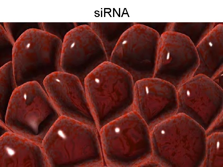 si. RNA 