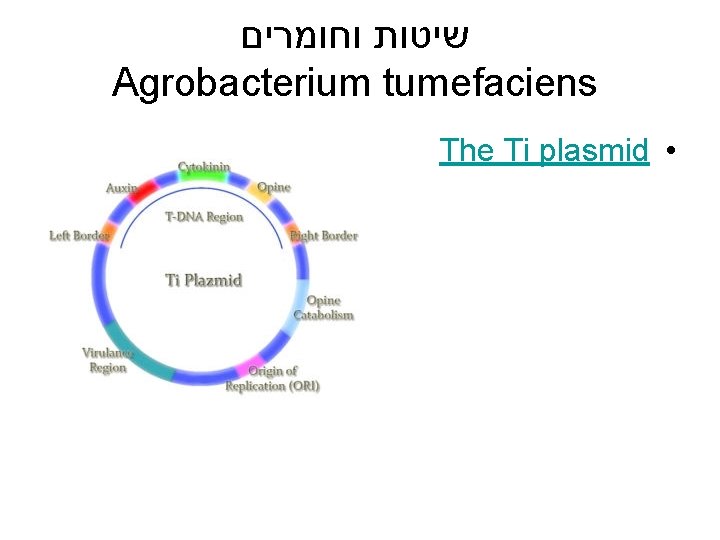  שיטות וחומרים Agrobacterium tumefaciens The Ti plasmid • 