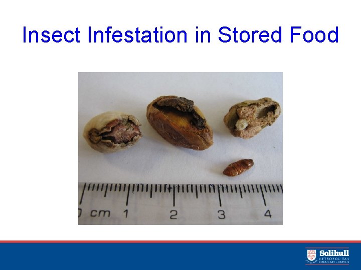 Insect Infestation in Stored Food 