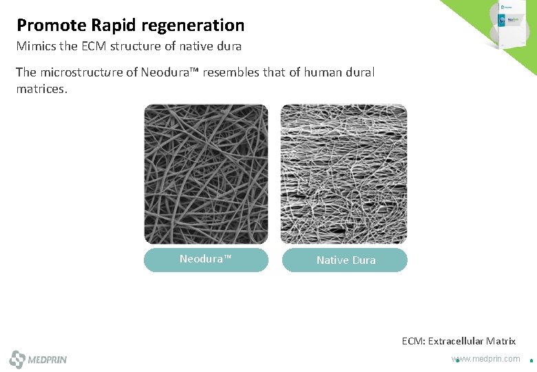 Promote Rapid regeneration Mimics the ECM structure of native dura The microstructure of Neodura™