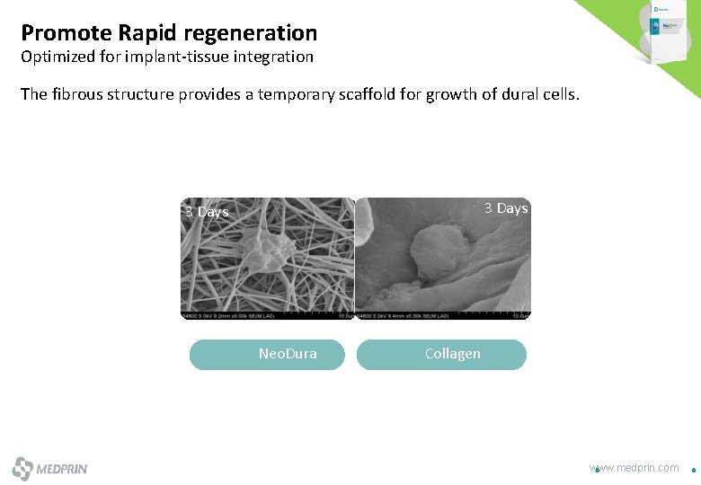 Promote Rapid regeneration Optimized for implant-tissue integration The fibrous structure provides a temporary scaffold