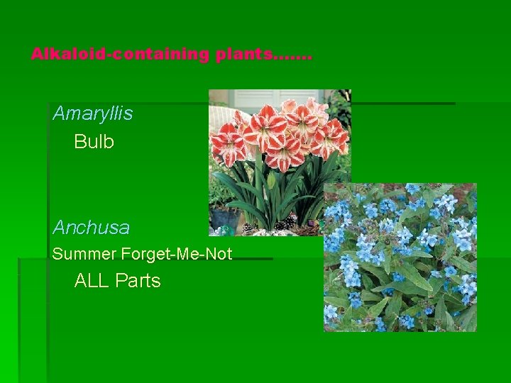Alkaloid-containing plants……. Amaryllis Bulb Anchusa Summer Forget-Me-Not ALL Parts 