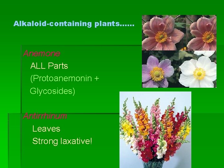 Alkaloid-containing plants…… Anemone ALL Parts (Protoanemonin + Glycosides) Antirrhinum Leaves Strong laxative! 