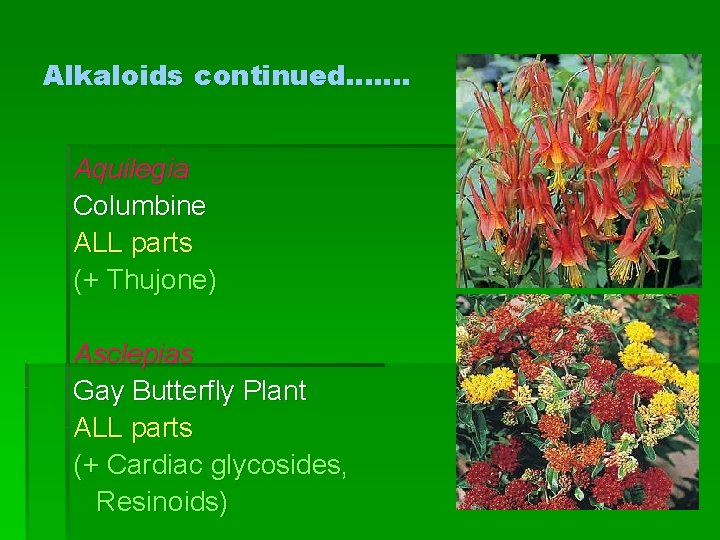 Alkaloids continued……. Aquilegia Columbine ALL parts (+ Thujone) Asclepias Gay Butterfly Plant ALL parts