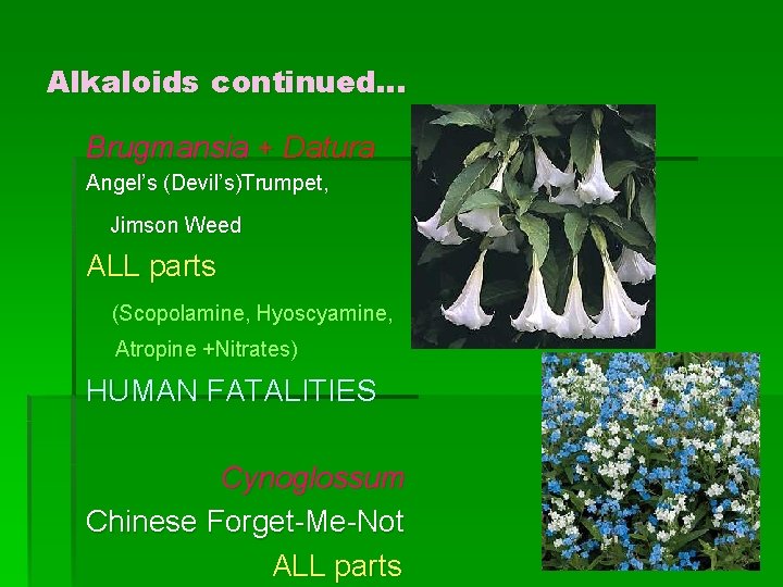 Alkaloids continued… Brugmansia + Datura Angel’s (Devil’s)Trumpet, Jimson Weed ALL parts (Scopolamine, Hyoscyamine, Atropine
