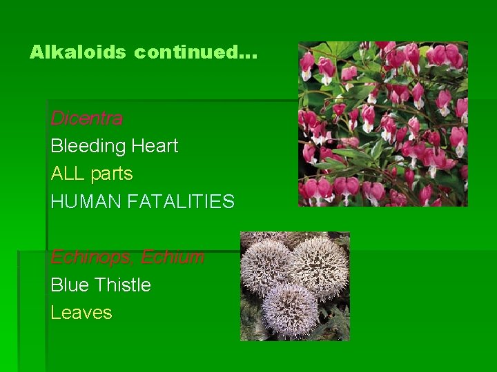 Alkaloids continued… Dicentra Bleeding Heart ALL parts HUMAN FATALITIES Echinops, Echium Blue Thistle Leaves