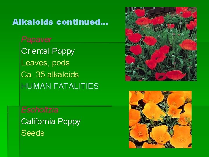 Alkaloids continued… Papaver Oriental Poppy Leaves, pods Ca. 35 alkaloids HUMAN FATALITIES Escholtzia California
