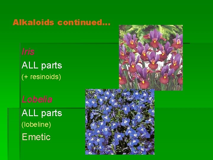 Alkaloids continued… Iris ALL parts (+ resinoids) Lobelia ALL parts (lobeline) Emetic 