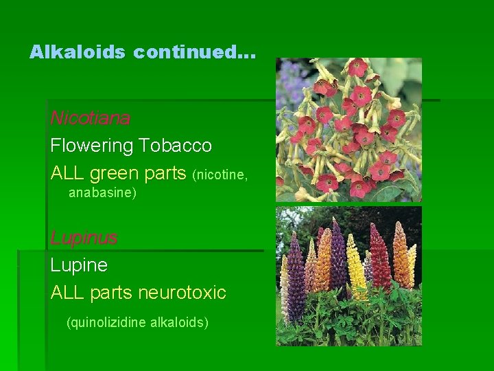 Alkaloids continued… Nicotiana Flowering Tobacco ALL green parts (nicotine, anabasine) Lupinus Lupine ALL parts