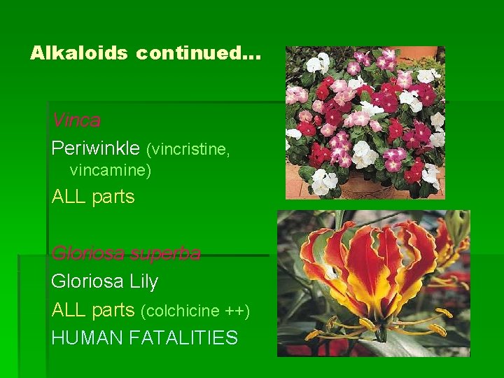 Alkaloids continued… Vinca Periwinkle (vincristine, vincamine) ALL parts Gloriosa superba Gloriosa Lily ALL parts