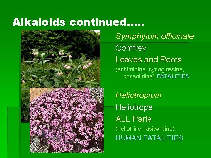 Alkaloids continued…. . Symphytum officinale Comfrey Leaves and Roots (echimidine, cynoglossine, consolidine) FATALITIES Heliotropium