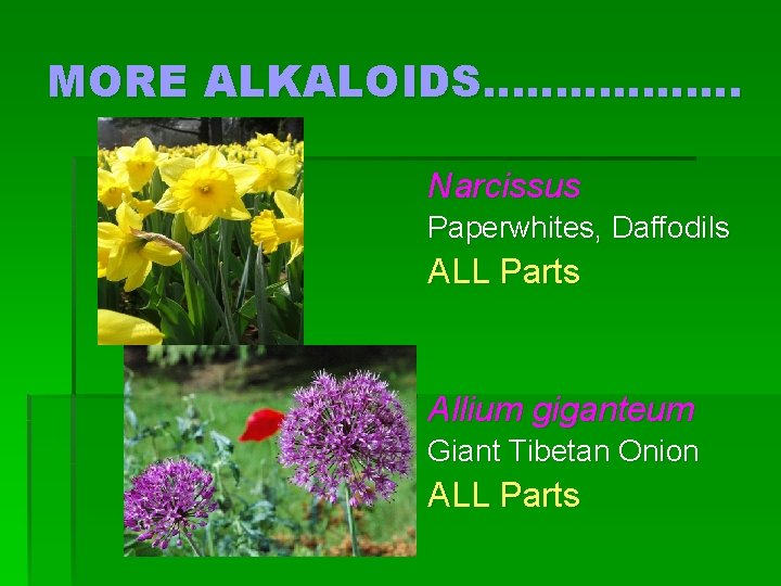 MORE ALKALOIDS……………… Narcissus Paperwhites, Daffodils ALL Parts Allium giganteum Giant Tibetan Onion ALL Parts