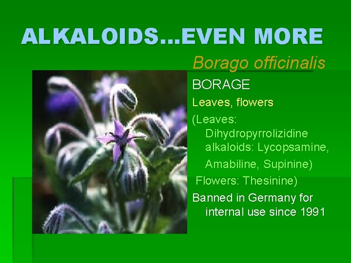 ALKALOIDS…EVEN MORE ALKALOIDS Borago officinalis BORAGE Leaves, flowers (Leaves: Dihydropyrrolizidine alkaloids: Lycopsamine, Amabiline, Supinine)