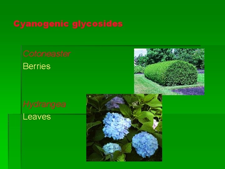 Cyanogenic glycosides Cotoneaster Berries Hydrangea Leaves 