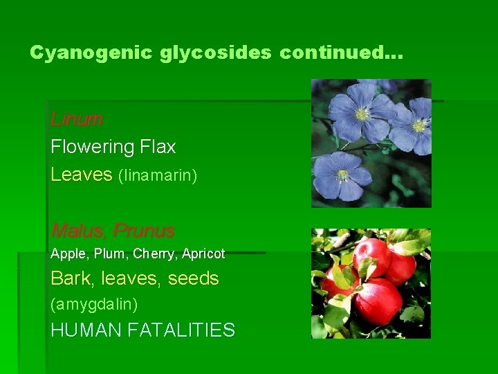 Cyanogenic glycosides continued… Linum Flowering Flax Leaves (linamarin) Malus, Prunus Apple, Plum, Cherry, Apricot