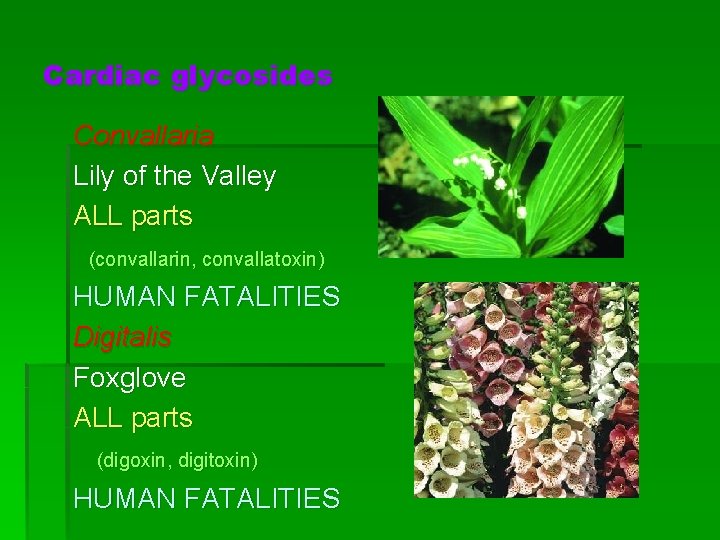 Cardiac glycosides Convallaria Lily of the Valley ALL parts (convallarin, convallatoxin) HUMAN FATALITIES Digitalis