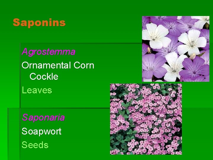 Saponins Agrostemma Ornamental Corn Cockle Leaves Saponaria Soapwort Seeds 