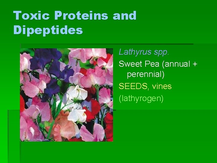 Toxic Proteins and Dipeptides Lathyrus spp. Sweet Pea (annual + perennial) SEEDS, vines (lathyrogen)