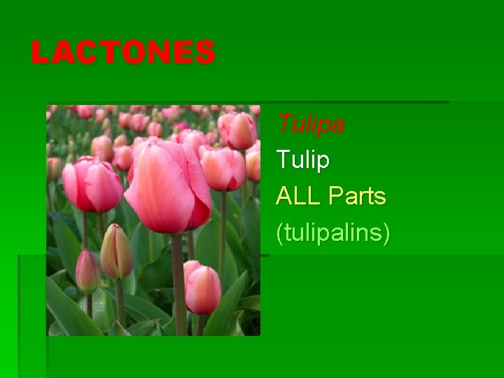 LACTONES Tulipa Tulip ALL Parts (tulipalins) 