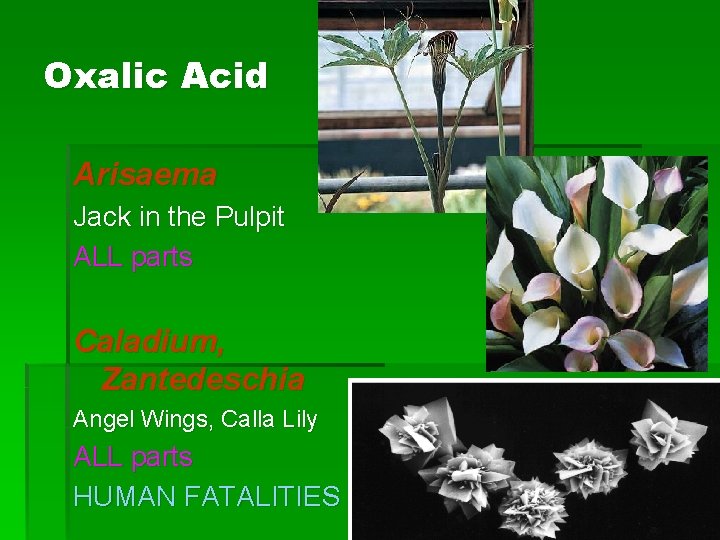 Oxalic Acid Arisaema Jack in the Pulpit ALL parts Caladium, Zantedeschia Angel Wings, Calla