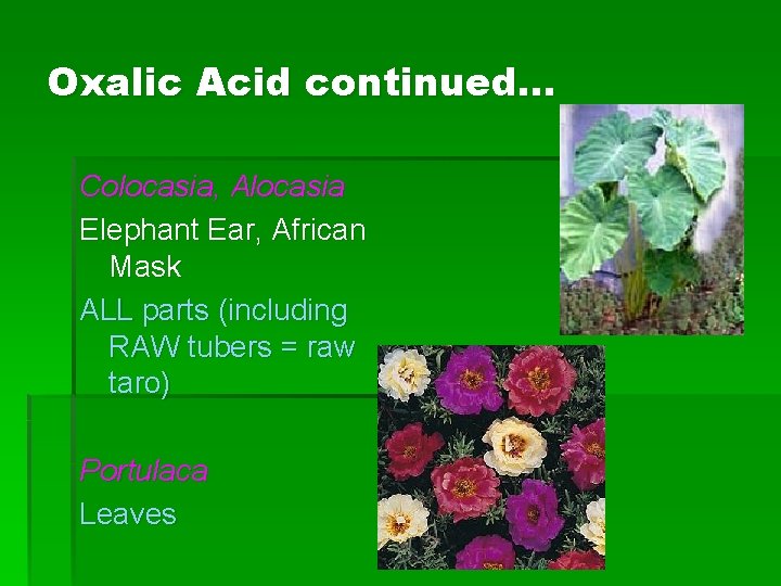 Oxalic Acid continued… Colocasia, Alocasia Elephant Ear, African Mask ALL parts (including RAW tubers