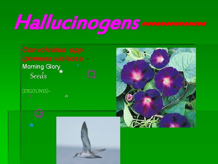 Hallucinogens ~~~~~~~ Convolvulus spp. Ipomoea violacea * Morning Glory Seeds (ERGOLINES)~ * # *