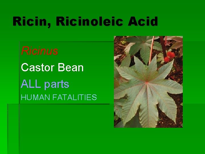 Ricin, Ricinoleic Acid Ricinus Castor Bean ALL parts HUMAN FATALITIES 