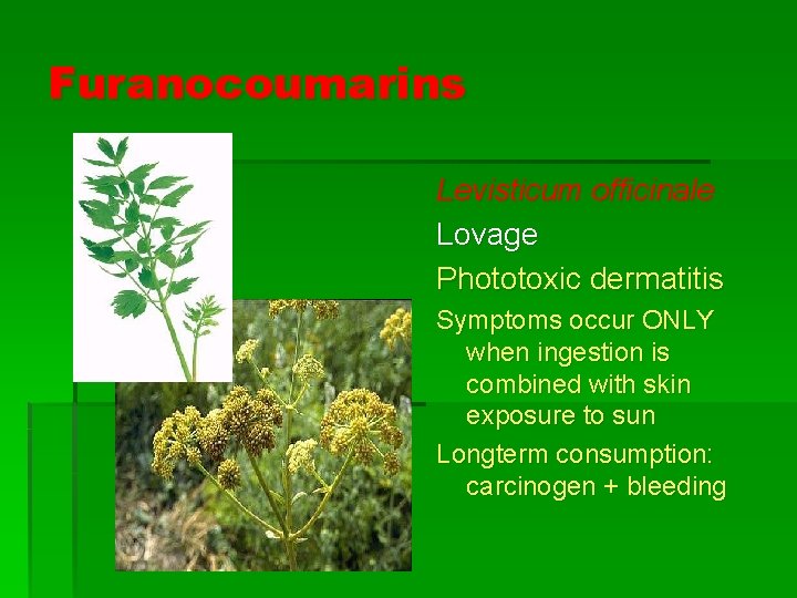 Furanocoumarins Levisticum officinale Lovage Phototoxic dermatitis Symptoms occur ONLY when ingestion is combined with