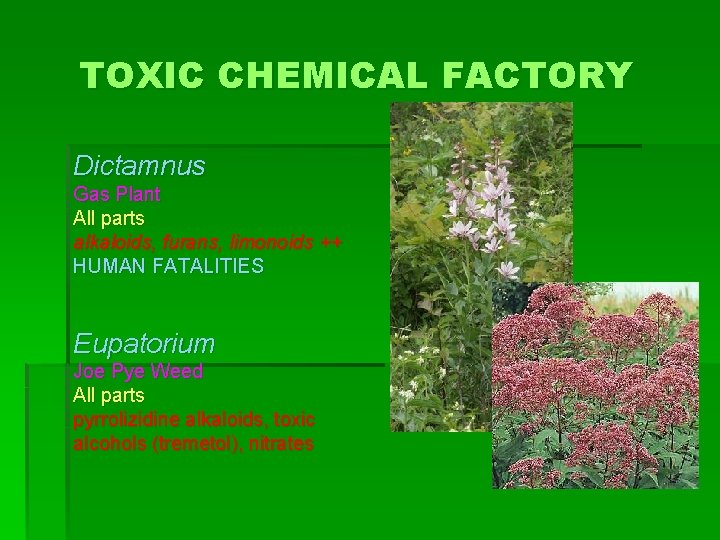 TOXIC CHEMICAL FACTORY Dictamnus Gas Plant All parts alkaloids, furans, limonoids ++ HUMAN FATALITIES