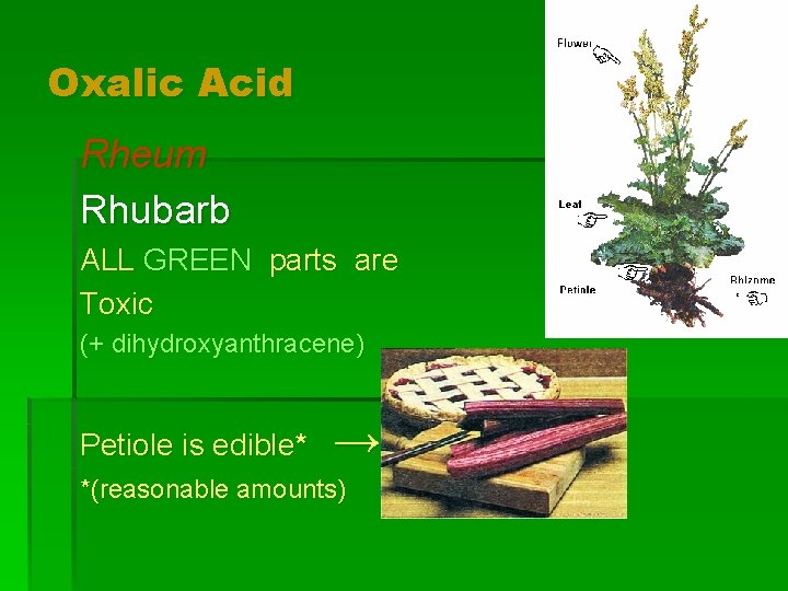 Oxalic Acid Rheum Rhubarb ALL GREEN parts are Toxic (+ dihydroxyanthracene) Petiole is edible*