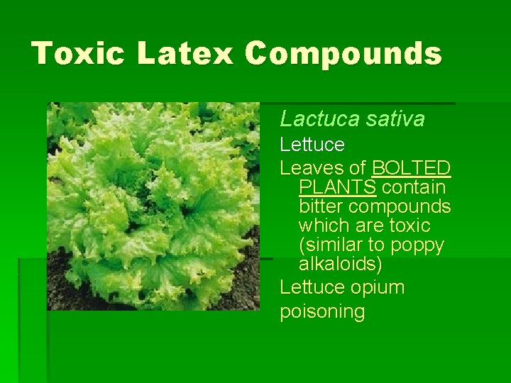 Toxic Latex Compounds Lactuca sativa Lettuce Leaves of BOLTED PLANTS contain bitter compounds which