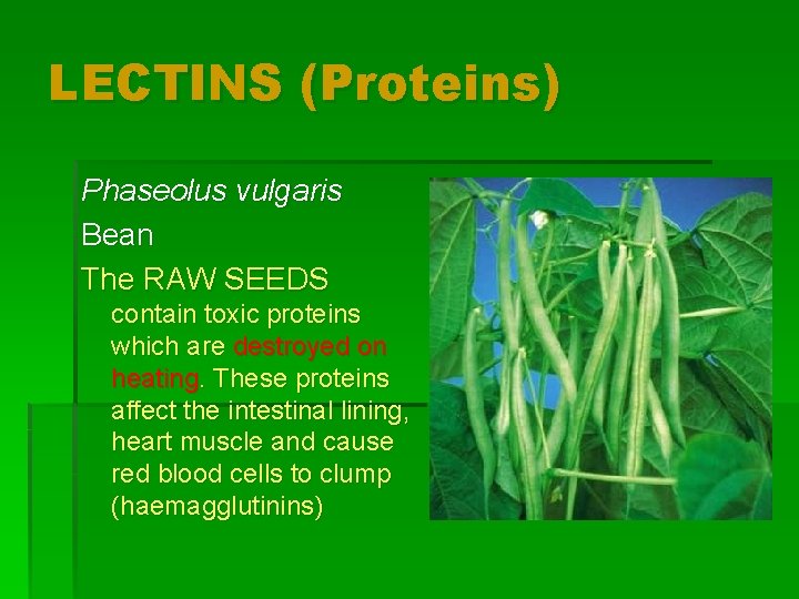 LECTINS (Proteins) Phaseolus vulgaris Bean The RAW SEEDS contain toxic proteins which are destroyed