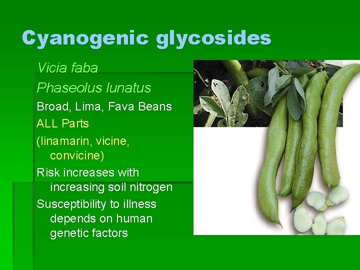 Cyanogenic glycosides Vicia faba Phaseolus lunatus Broad, Lima, Fava Beans ALL Parts (linamarin, vicine,
