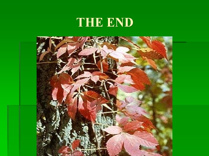 THE END 