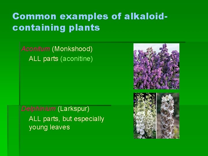 Common examples of alkaloidcontaining plants Aconitum (Monkshood) ALL parts (aconitine) Delphinium (Larkspur) ALL parts,