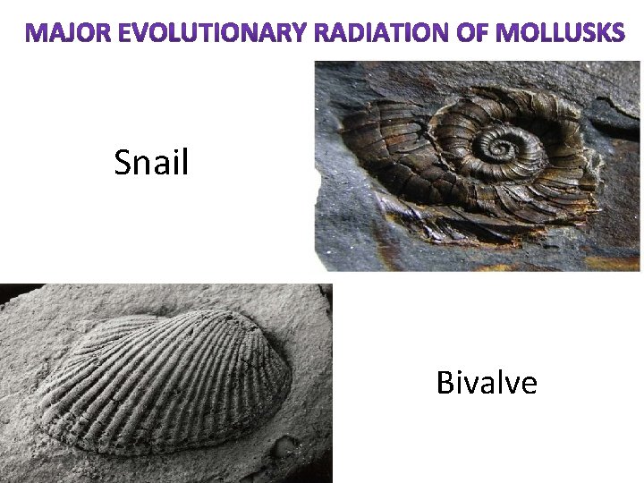 Snail Bivalve 