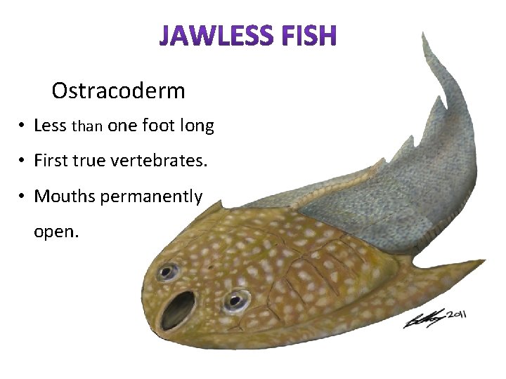 Ostracoderm • Less than one foot long • First true vertebrates. • Mouths permanently